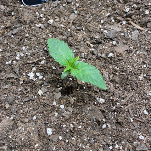 Top Gun growlog timeline photo