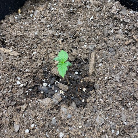 Grape Gusher growlog timeline photo