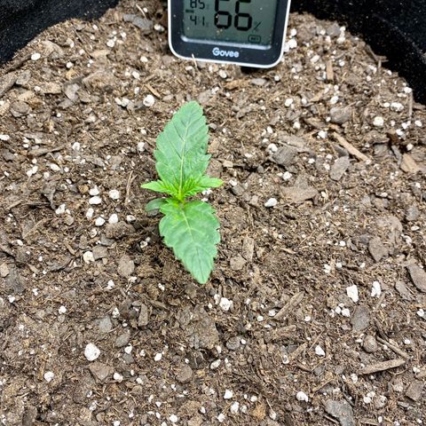 Top Gun growlog photo: First true leaves getting much bigger; middle leaves def emerging 