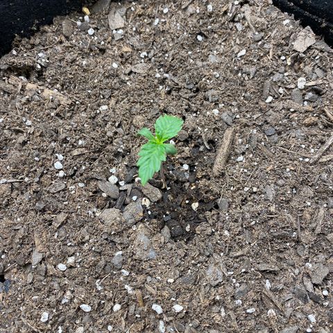 Grape Gusher growlog photo: True leaves getting a little bigger; tiny leaves emerging from center 
