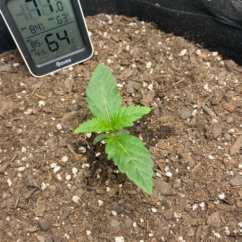 Top Gun growlog photo: Middle eaves noticeably larger