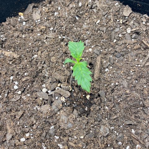 Grape Gusher growlog photo: True leaves getting bigger. Kind of leaning after watering 