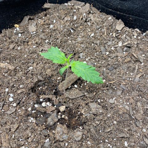 Grape Gusher growlog photo: Plant seems weak & maybe sickly? Discoloration on the tip of one of the true leaves & some curling as well