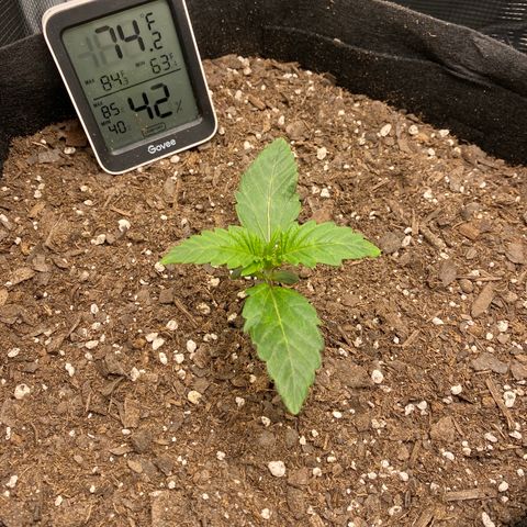 Top Gun growlog photo: Seems strong & it seems new sets of leaves are emerging almost daily