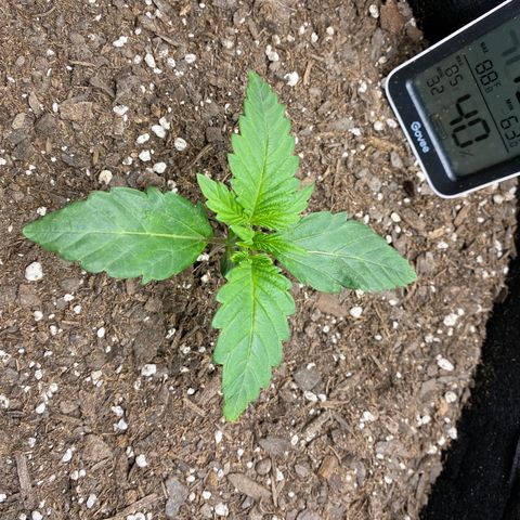 Top Gun growlog timeline photo