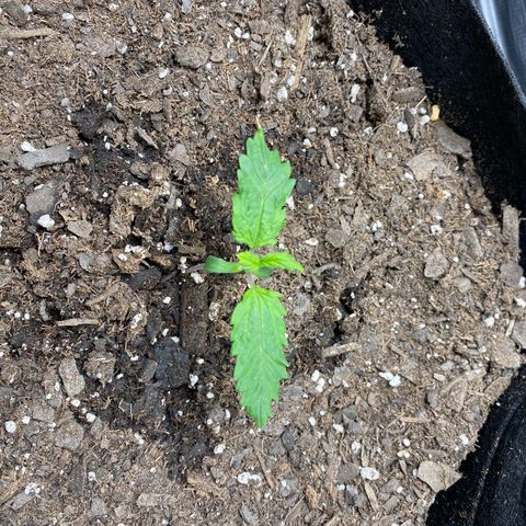 Grape Gusher growlog photo: Definite yellow spot on tip of leaf; leaves curling under some 