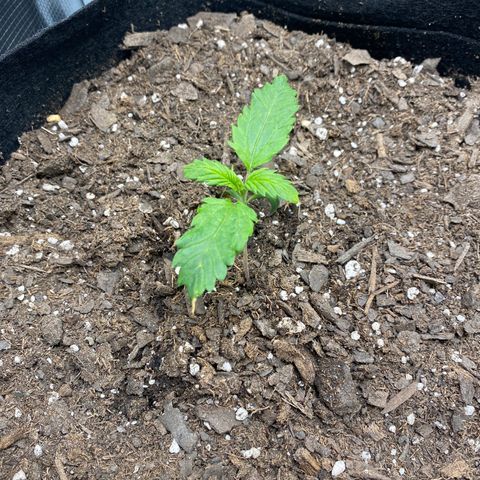 Grape Gusher growlog timeline photo
