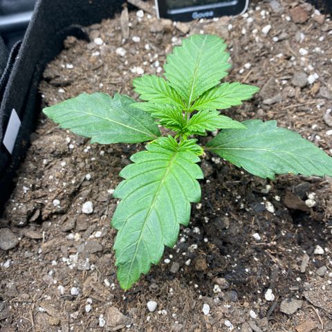 Top Gun growlog photo: Keep an eye on the color of new leaves coming in; seems more light green 
