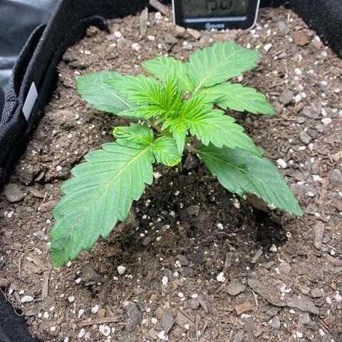 Top Gun growlog timeline photo