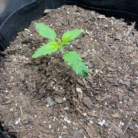 Grape Gusher growlog timeline photo