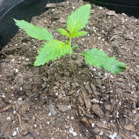 Grape Gusher growlog timeline photo