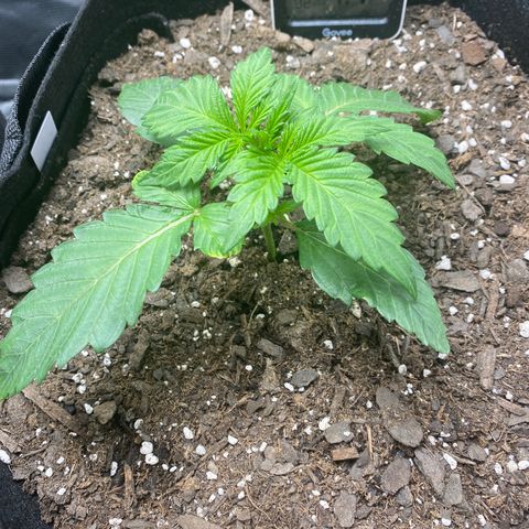Top Gun growlog timeline photo