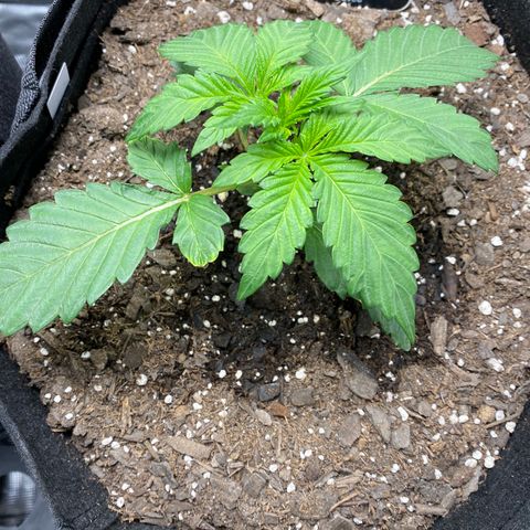 Top Gun growlog timeline photo