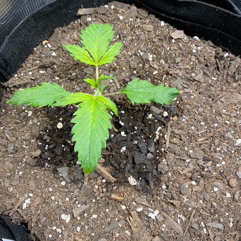 Grape Gusher growlog photo: Seems weak