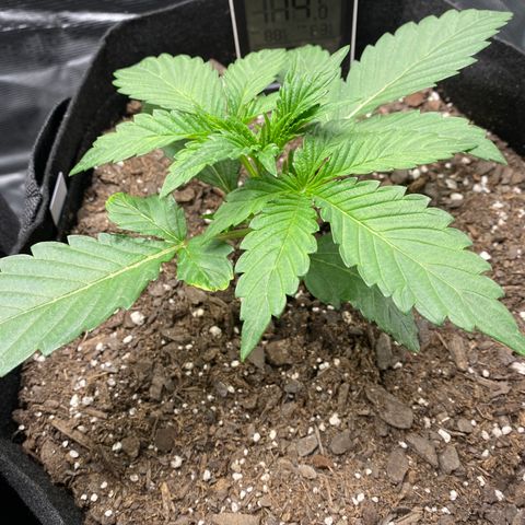 Top Gun growlog photo: Robust, healthy leaves; seems to have heightened overnight 