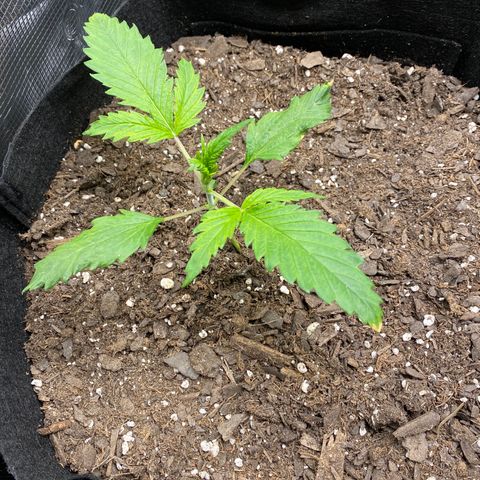 Grape Gusher growlog photo: Yellow tips on old leaves seems to be spreading; crunchy to touch. Still seems weak & very slow growth 