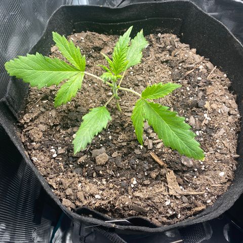 Grape Gusher growlog photo: Stem a little thicker; old leaves twisting weird; yellow tips have slightly increased on old leaves, but new growth looks healthy 