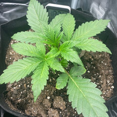 Top Gun growlog photo: Super healthy; new growth everyday; stem super thick 