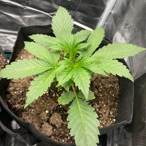 Top Gun growlog timeline photo