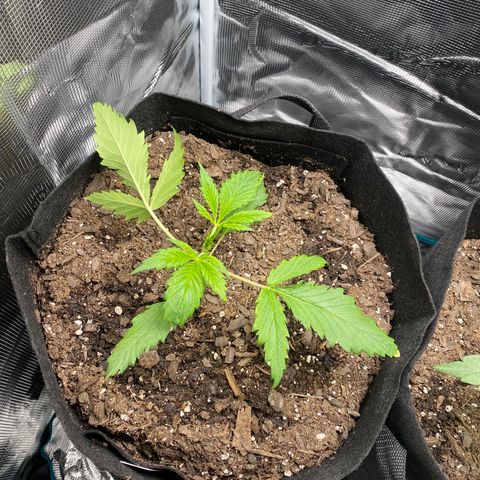 Grape Gusher growlog photo: Leaves twisting when light is off but new growth looks healthy 