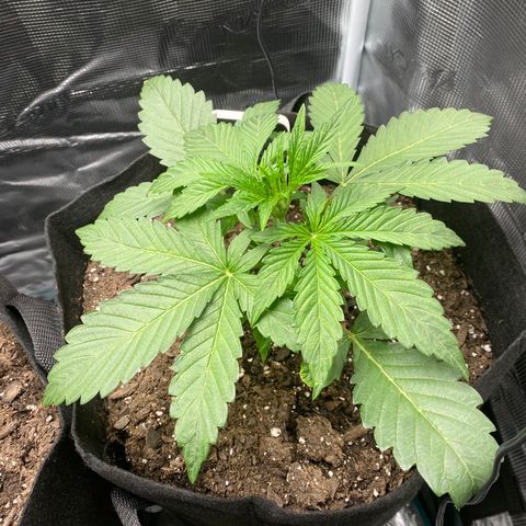 Top Gun growlog timeline photo