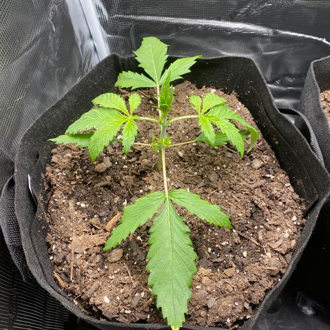 Grape Gusher growlog photo: New growth looks good, but still weak 
