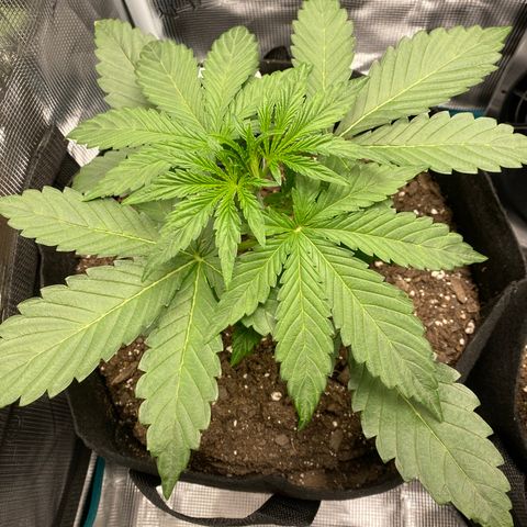 Top Gun growlog timeline photo
