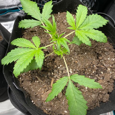 Grape Gusher growlog timeline photo
