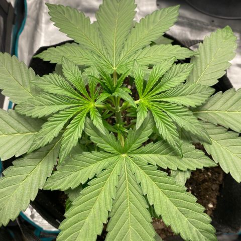 Top Gun growlog timeline photo