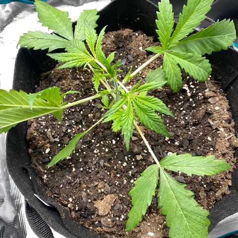 Grape Gusher growlog timeline photo