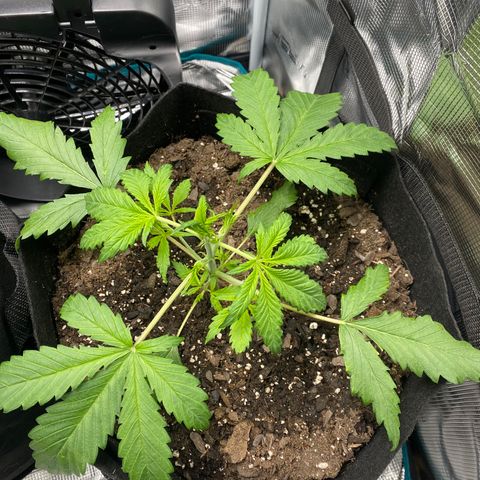 Grape Gusher growlog photo: Weak & seems kind of wilty. Center cola emerging/maybe stretching? 