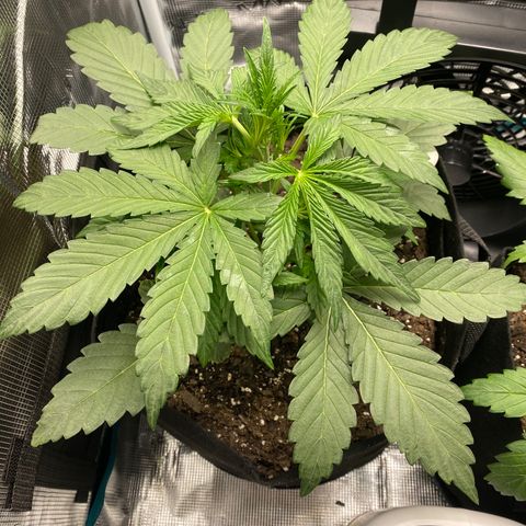 Top Gun growlog photo: Strong; center cola emerging & stretching. 