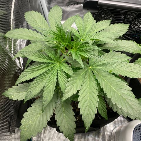 Top Gun growlog photo: Very strong; small white hairs developing; LST’d 