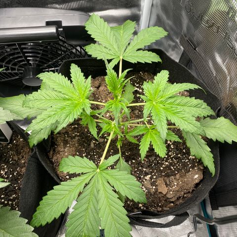 Grape Gusher growlog photo: New taller growth in center cola; white hairs developing 