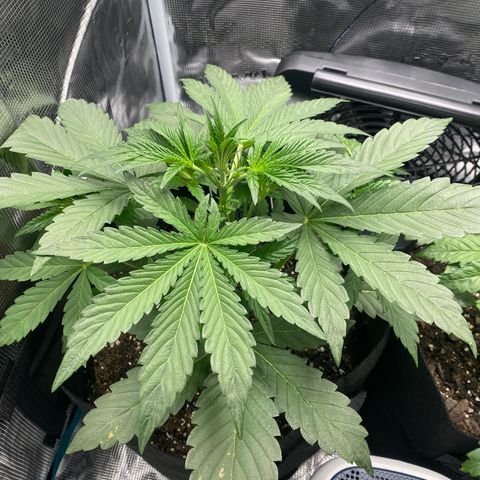 Top Gun growlog timeline photo
