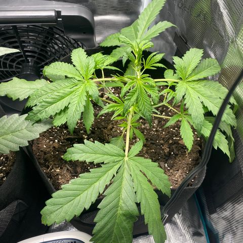 Grape Gusher growlog timeline photo