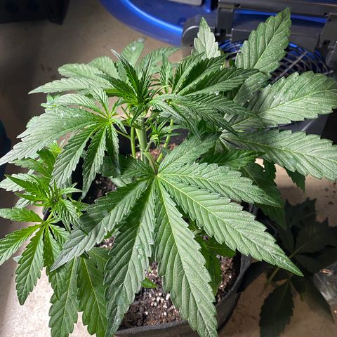 Top Gun growlog photo: Light defoliation; pot still seems heavy 