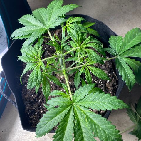 Grape Gusher growlog photo: Seems wilty, maybe from overwatering, but pot seems light. Lower soil still damp. Light defoliation of lower branches