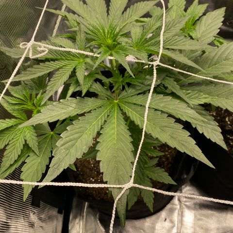 Top Gun growlog photo: Small bud forming in center cola. Doesn’t seem to be any ill effects from the defoliation yesterday. Pot seems light