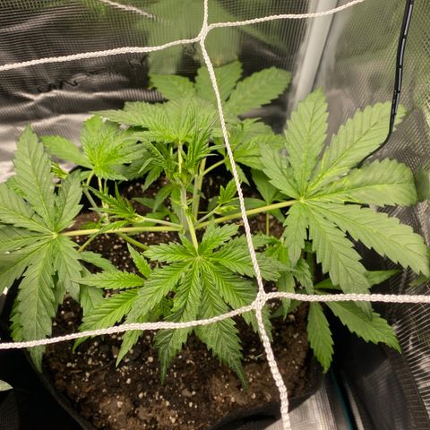 Grape Gusher growlog photo: Seems to be recovering nicely from previous wilting & defoliation yesterday. Center cola seems to be stretching 