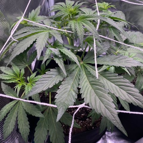 Top Gun growlog photo: Strong; middle cola has definitely started to flower & stretched through SCROG 