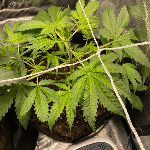 Grape Gusher growlog photo: Seemed windburned from the new fan this morning, but adjusted placement & recovered during dark period. Stem is much stronger & thicker. 