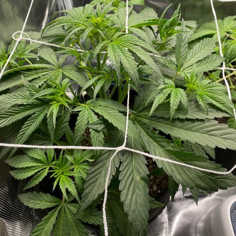 Top Gun growlog timeline photo