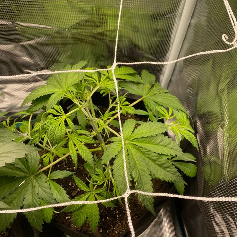 Grape Gusher growlog timeline photo