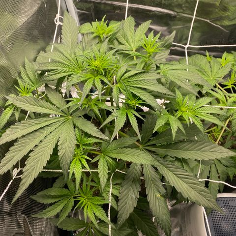 Top Gun growlog photo: Def stretching everyday; multiple buds forming 