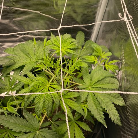 Grape Gusher growlog photo: Maybe getting a little higher; looks overwatered & pot seems heavy 