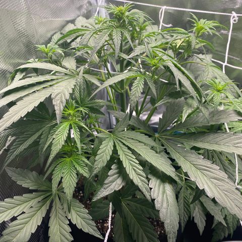 Top Gun growlog photo: Strong; stretching through SCROG; need to defoliate bigger fan leaves soon