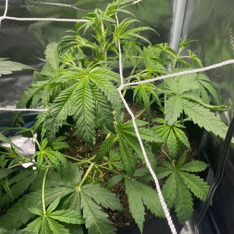 Grape Gusher growlog photo: Growing a little taller; leaves seem droopy; think it’s from overwatering 