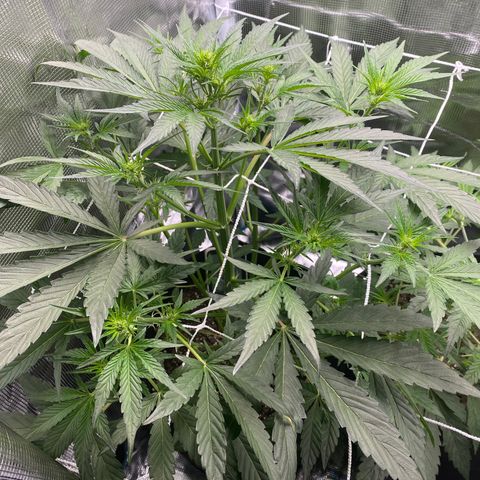 Top Gun growlog photo: Getting huge! 