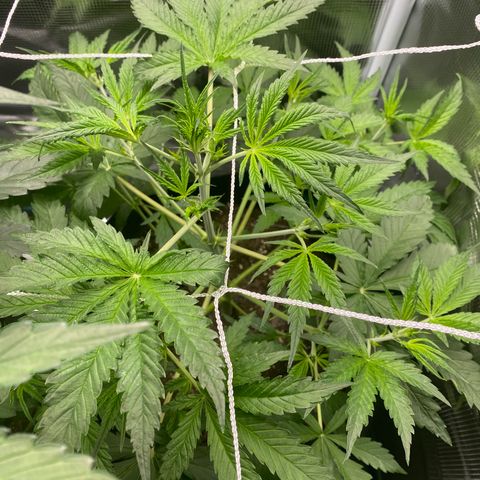 Grape Gusher growlog photo: Getting a little taller. Seems to have recovered from the overwatering 